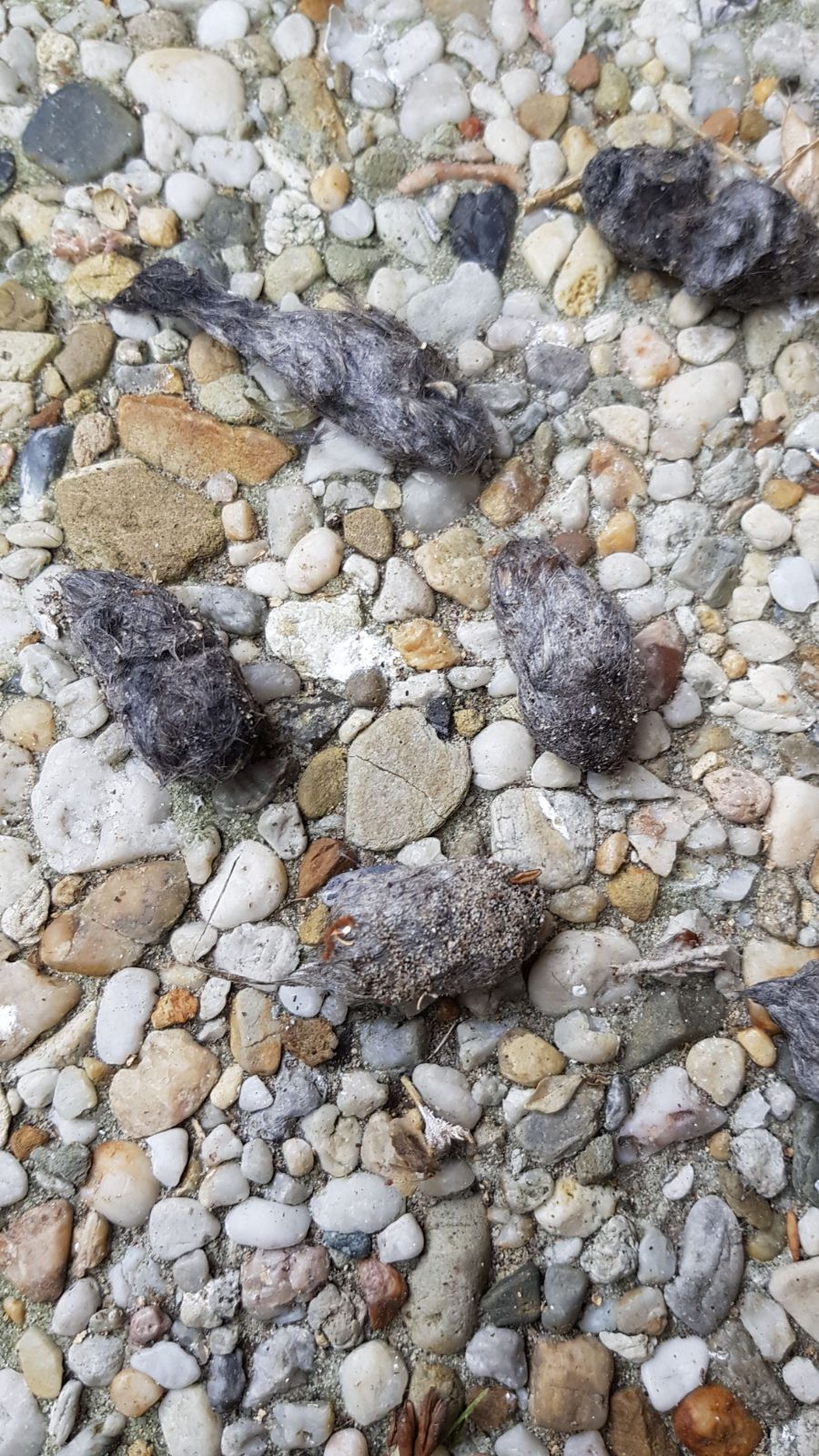 braakbal of uitwerpsel